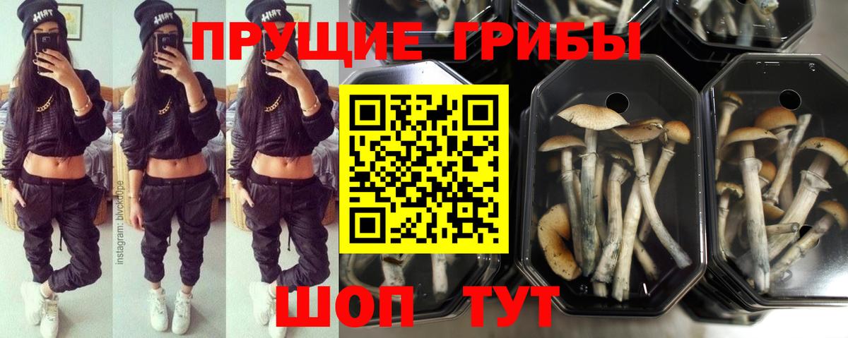 Киров  Галлюциногенные грибы Psilocybe  Вход с VPN 